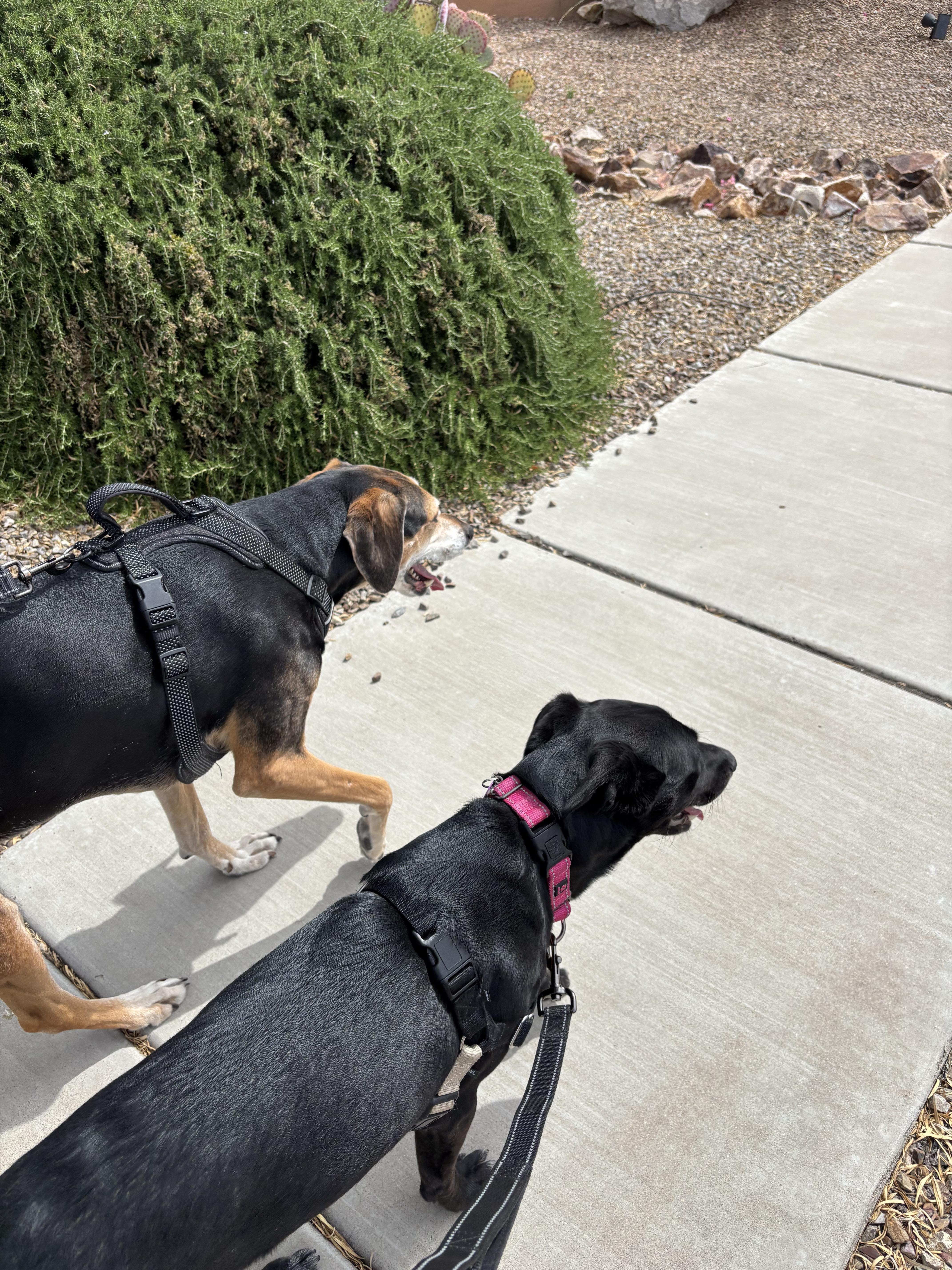 Rory Gilmore thumbnail 2