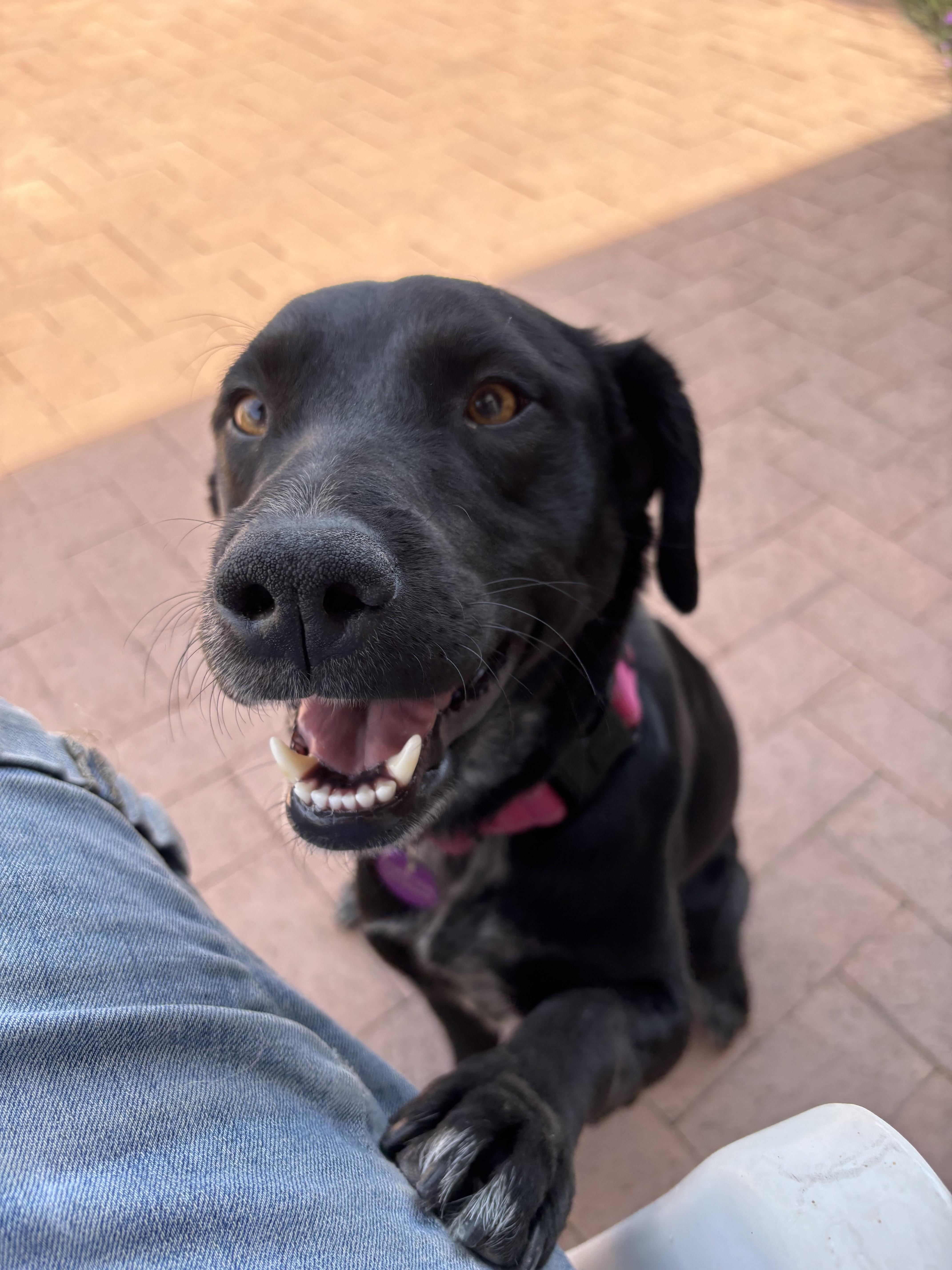 An adult medium-sized female Border Collie dog named Rory Gilmore for adoption in Tucson, AZ