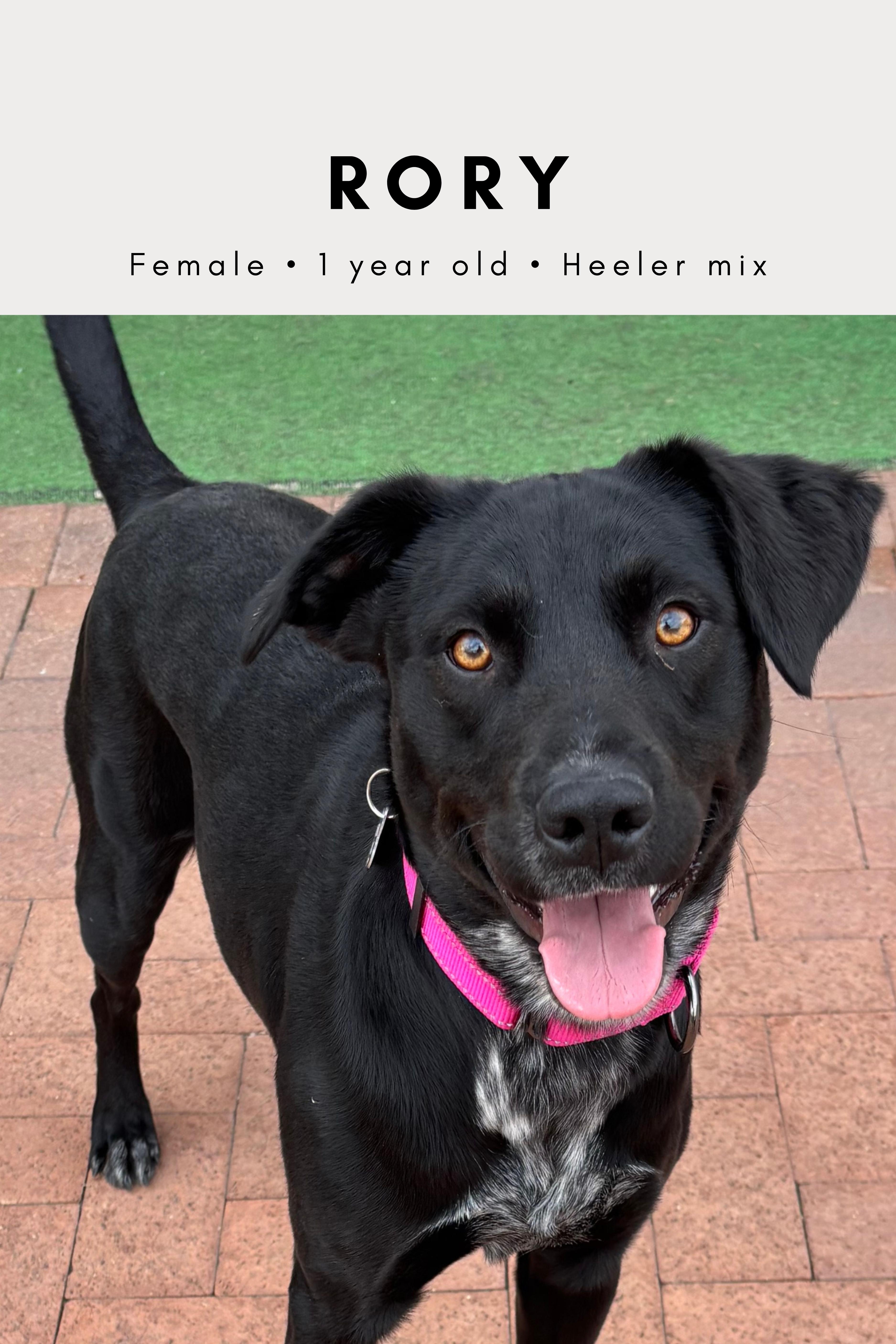 Rory Gilmore thumbnail 3