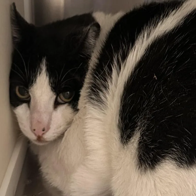 An adult extra large-sized male Domestic Short Hair cat named Little Bit for adoption in Reno, NV