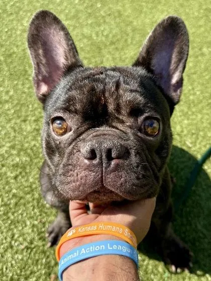 An adult small-sized male Mixed Breed dog named Napoleon for adoption in Wichita, KS