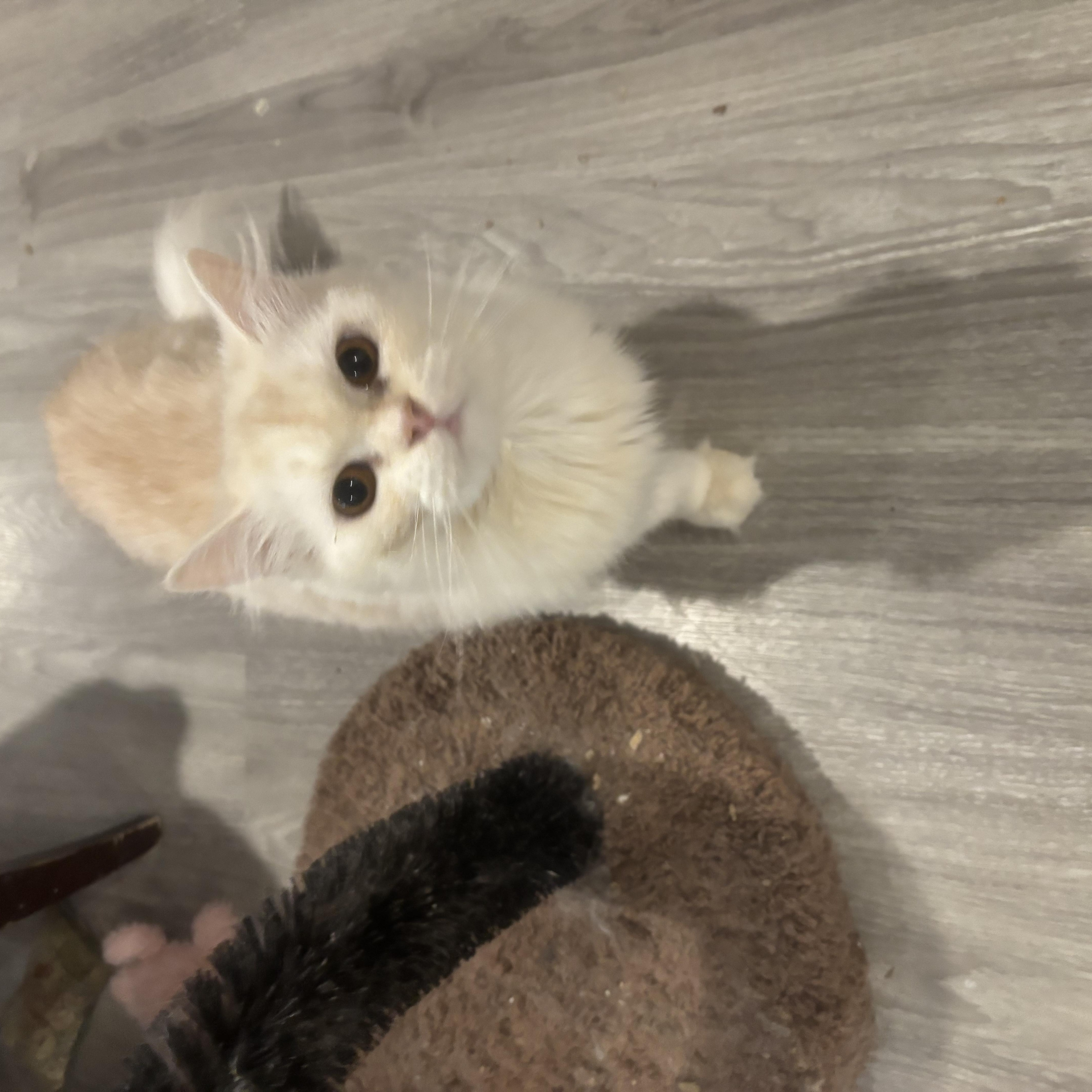 A young medium-sized female Cream / Ivory Persian cat named Robyn for adoption in Fairfax, VA