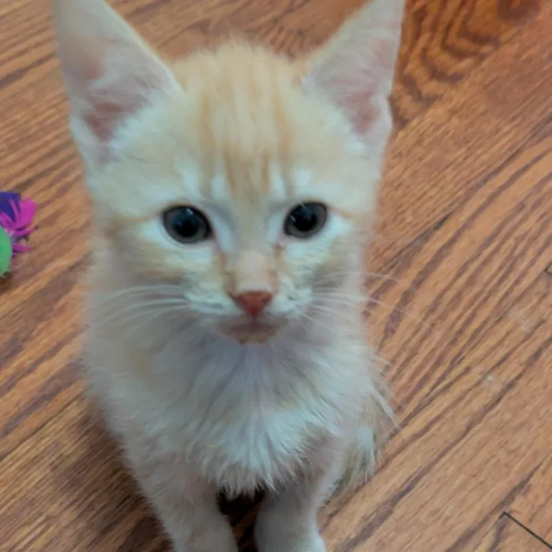 A baby small-sized male Orange / Red Domestic Short Hair cat named Paris for adoption in Fredericksburg, VA