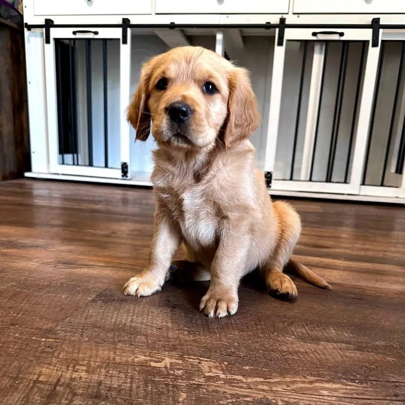 A baby small-sized male Golden Retriever dog named Finn for adoption in Myrtle Beach, SC