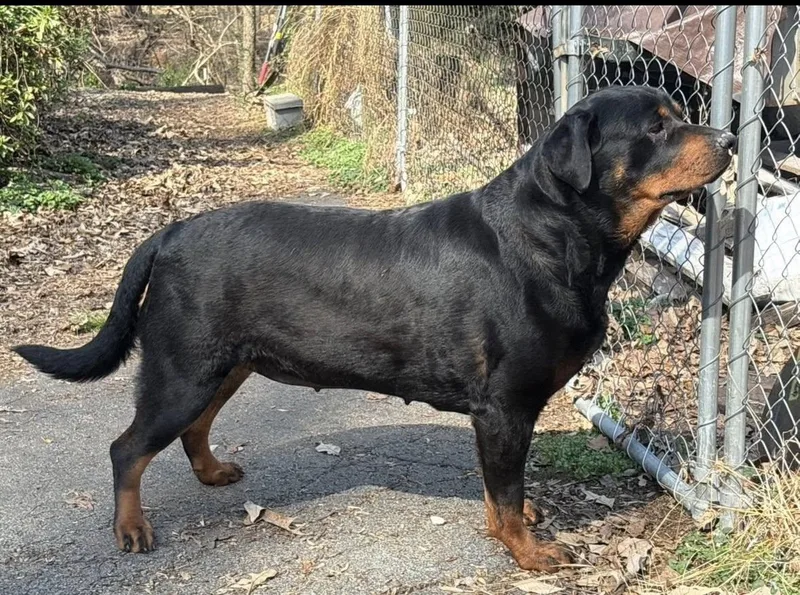 A young extra large-sized female Black Rottweiler dog named Roxxie for adoption in Chapel Hill, NC