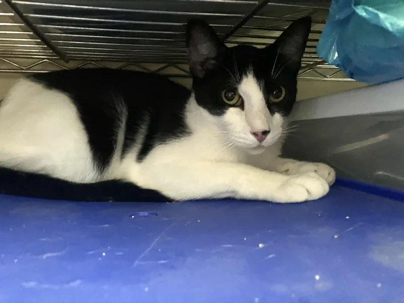 An adult medium-sized male Black & White / Tuxedo Domestic Short Hair cat named Amor for adoption in Crockett, CA