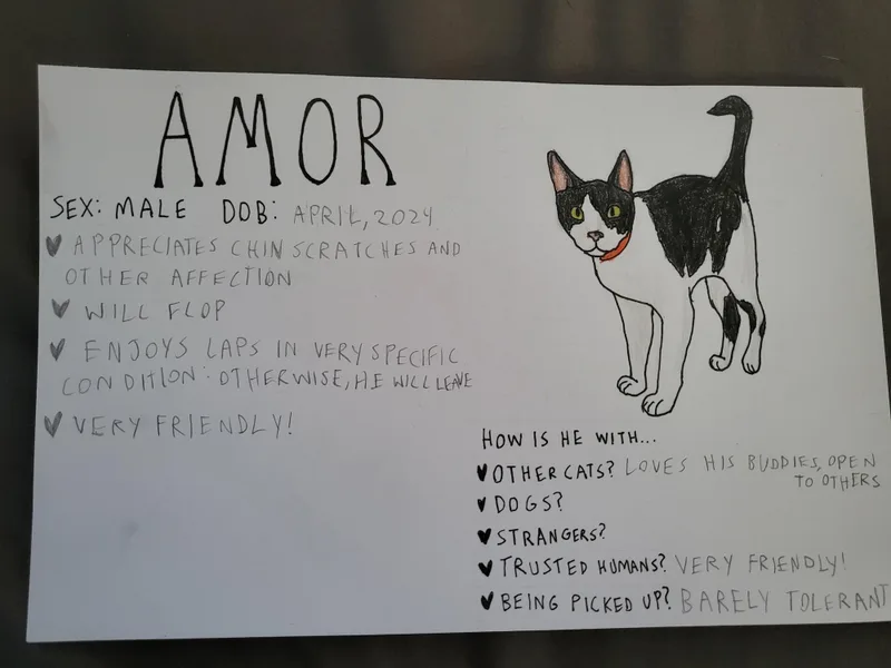 Amor thumbnail 3