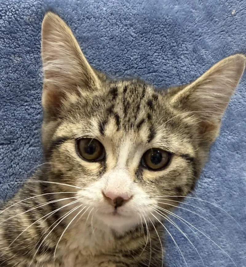 A baby medium-sized female Domestic Short Hair cat named Lily for adoption in Ontario, OR