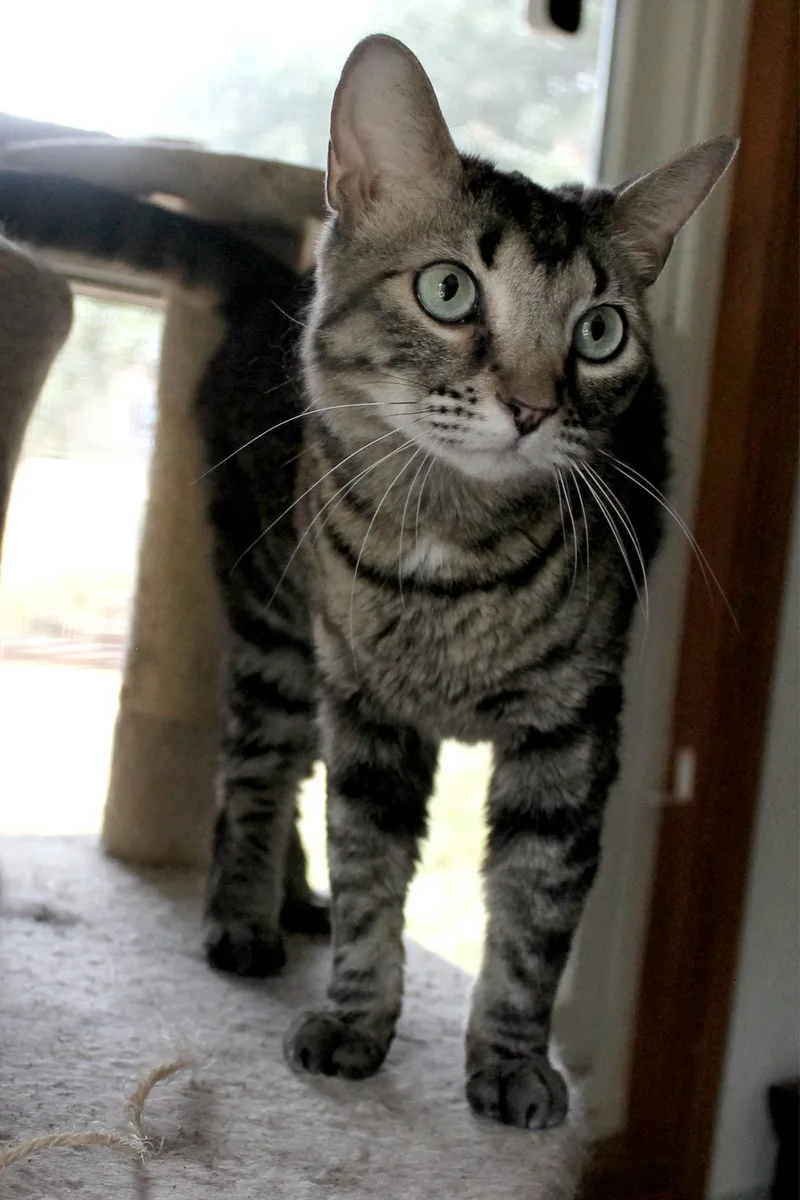 An adult medium-sized female Tabby (Brown / Chocolate) Domestic Short Hair cat named Blue for adoption in Guthrie, OK