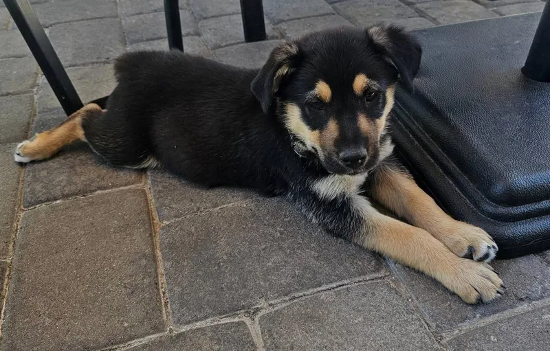 A baby medium-sized male Shepherd dog named Andrew for adoption in Mesa, AZ