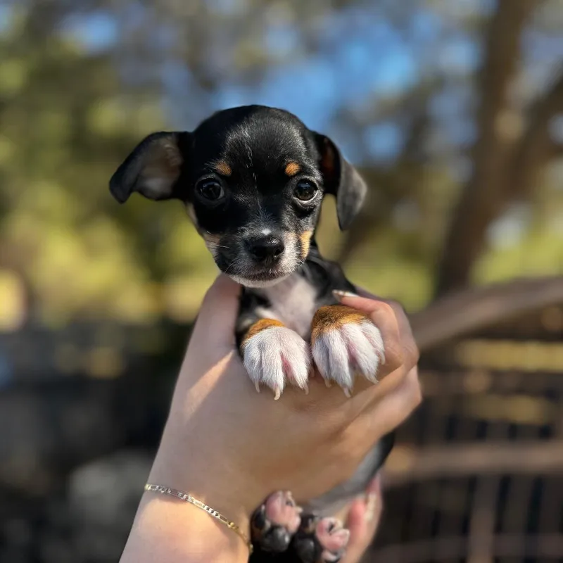 A baby small-sized male Black Chihuahua dog named Alfie for adoption in San Diego, CA