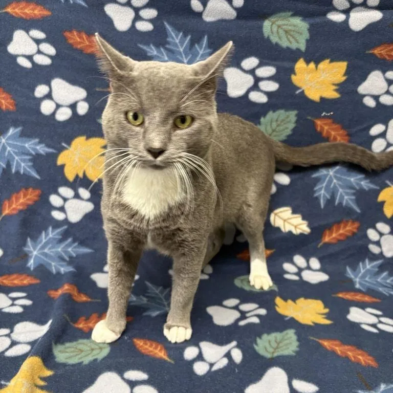 A young medium-sized male Gray & White Domestic Short Hair cat named Atticus for adoption in Valdosta, GA
