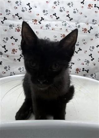 A baby small-sized female Domestic Short Hair cat named Sarah for adoption in Riverside, CA
