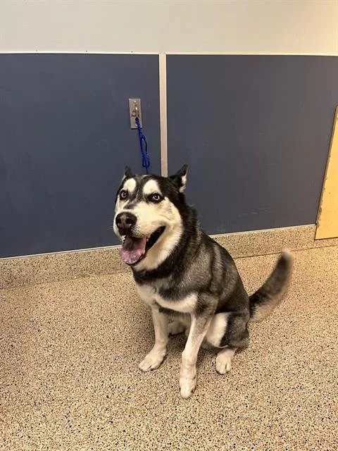 An adult extra large-sized male Siberian Husky dog named Leo for adoption in Miami, FL