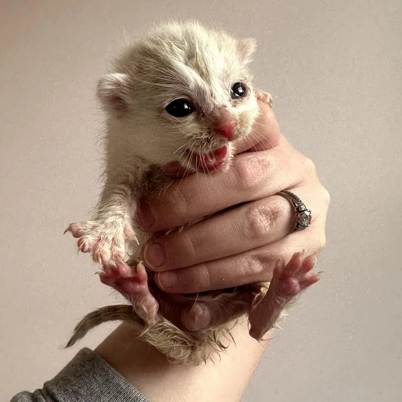A baby small-sized male White Domestic Short Hair cat named Miso for adoption in Forest Park, IL