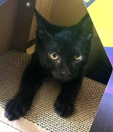 A young medium-sized male Black Domestic Short Hair cat named Ozzy for adoption in Greenfield, IN