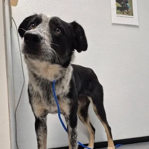 An adult medium-sized female Black Australian Cattle Dog / Blue Heeler dog named Rose for adoption in Bastrop, TX