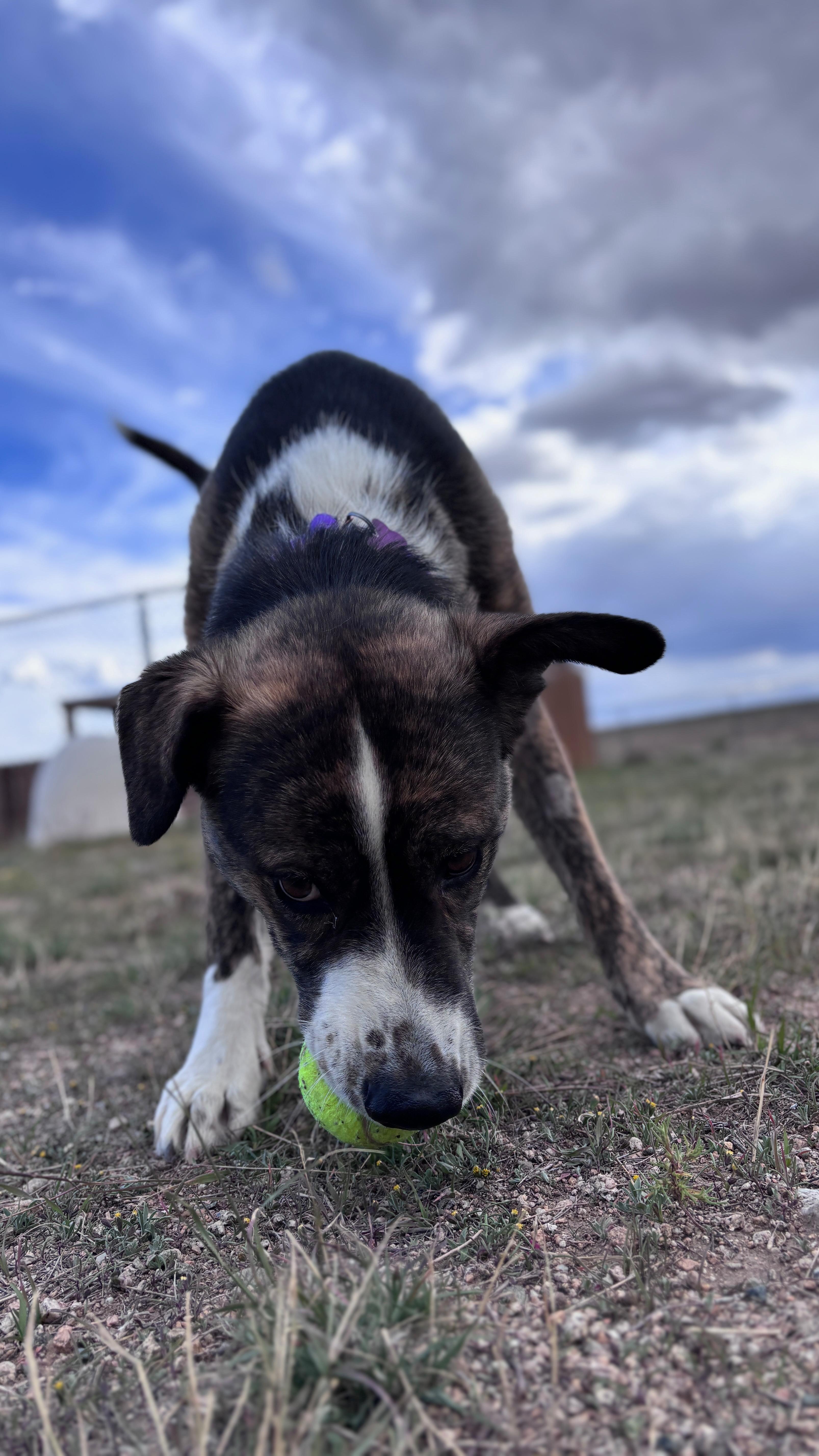 An adult large-sized male Shepherd dog named Bruce for adoption in Buena Vista, CO
