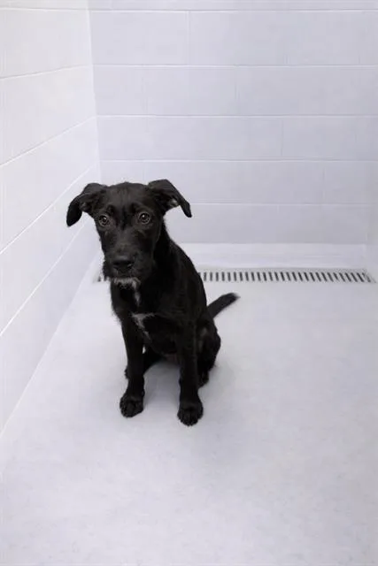 A young medium-sized male Labrador Retriever dog named Buddy Boy for adoption in Winter Haven, FL