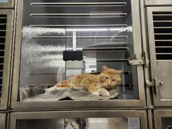 Bullwinkle thumbnail 2