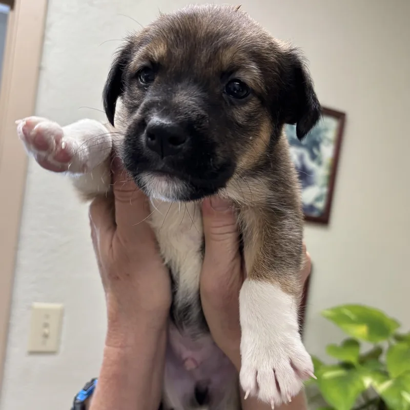 Sherlock  Loves to thumbnail 4