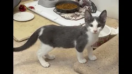 A baby medium-sized female Black & White / Tuxedo Tuxedo cat named Dicey Tiny Tuxedo for adoption in Prescott, AZ