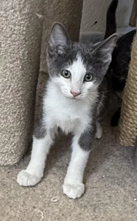 Dicey  Tiny Tuxedo thumbnail 2