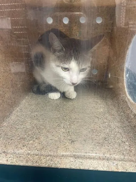 A young small-sized female Domestic Short Hair cat named Tuna for adoption in Tallahassee, FL