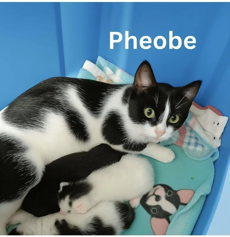 Phoebe thumbnail 3