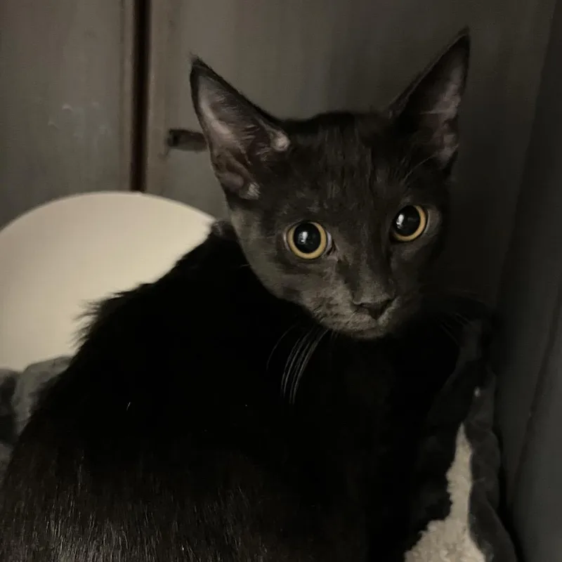 A baby small-sized female Domestic Short Hair cat named Terra for adoption in West Palm Beach, FL