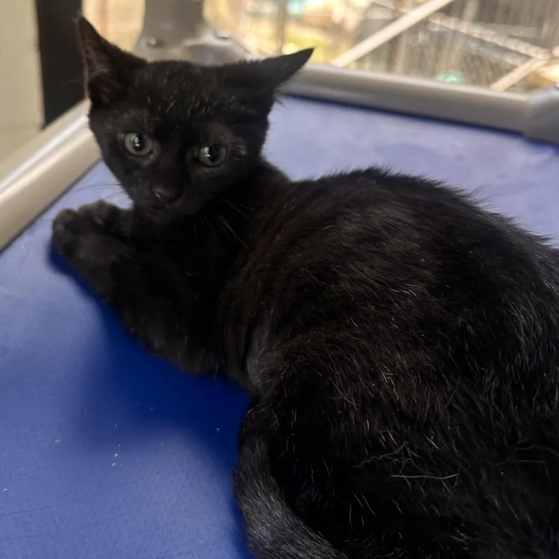 A baby small-sized female Black Domestic Short Hair cat named Emerald Jade green ball for adoption in Rocky Mount, VA