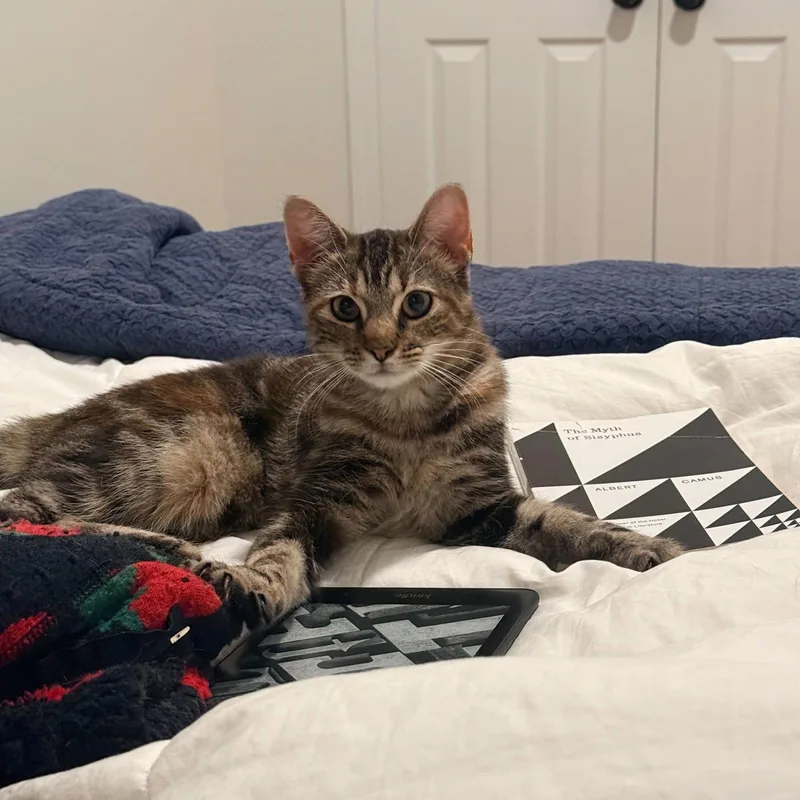 A baby medium-sized female Domestic Short Hair cat named Hooplah & Ruckus for adoption in Brooklyn, NY