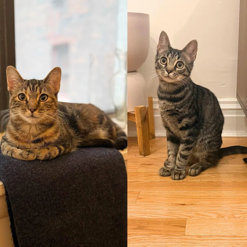 Hooplah & Ruckus thumbnail 2