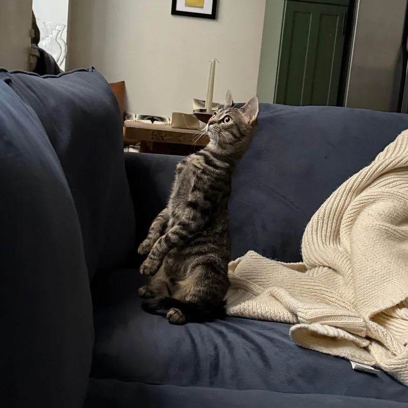 Hooplah & Ruckus thumbnail 3