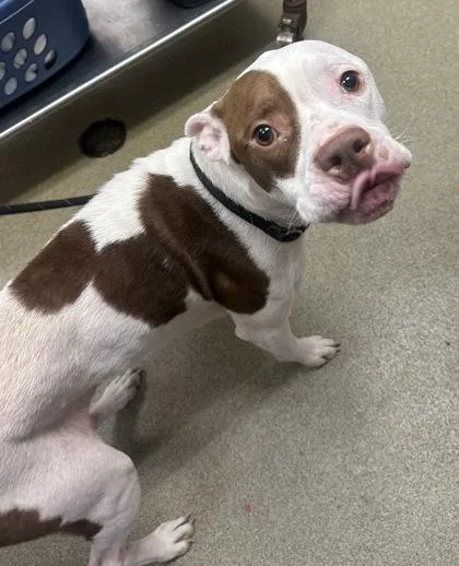 A young large-sized male Mixed Breed dog named Agave for adoption in Palm Coast, FL