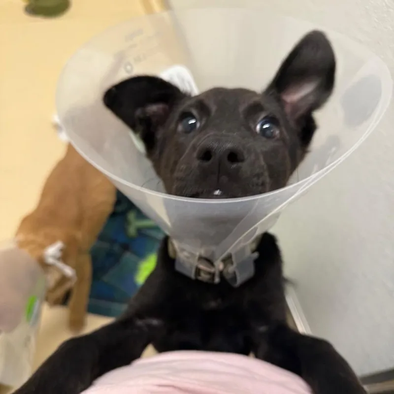 Ollie Onions thumbnail 3
