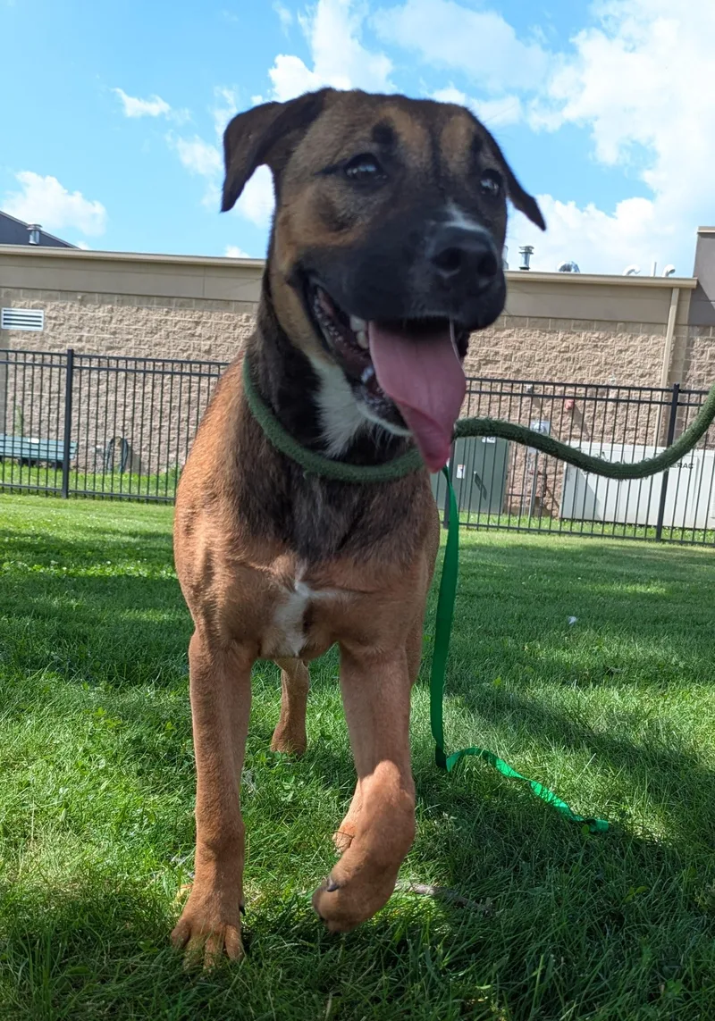 A young medium-sized female Brown / Chocolate Black Mouth Cur dog named Athena for adoption in Valparaiso, IN