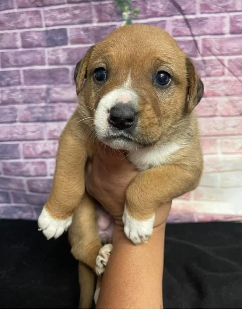 A baby large-sized female Tricolor (Brown, Black, & White) American Bulldog dog named Stevie for adoption in Sedalia, CO
