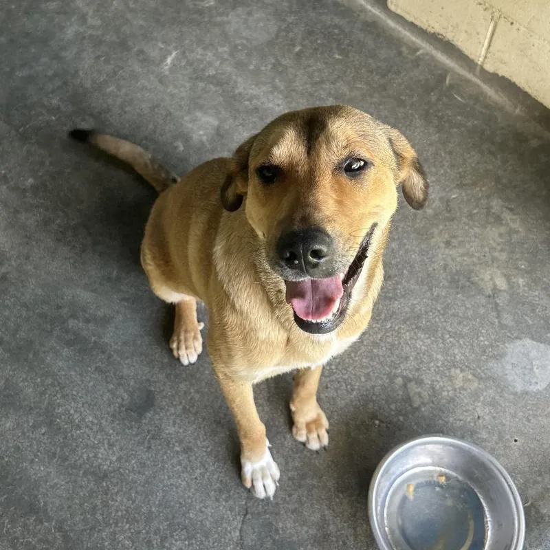 An adult large-sized female Yellow / Tan / Blond / Fawn Black Mouth Cur dog named Josie for adoption in Lyons, GA