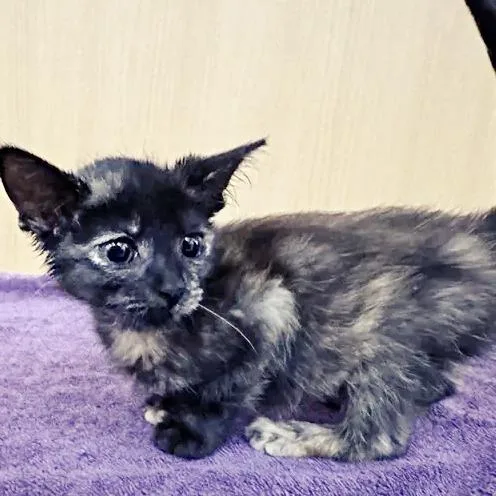 A baby small-sized female Gray / Blue / Silver American Shorthair cat named Lady Fluffington for adoption in Saint Louis, MO