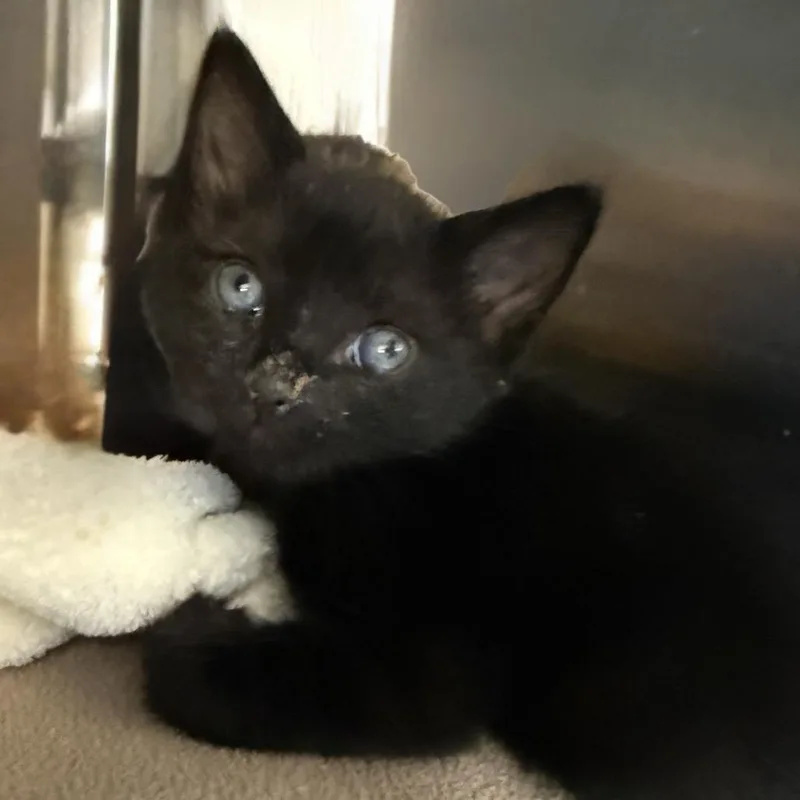 A baby small-sized male Black Domestic Short Hair cat named Hermes for adoption in Palm Springs, CA