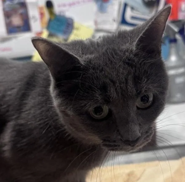 A young small-sized female Domestic Short Hair cat named Storm for adoption in Escondido, CA