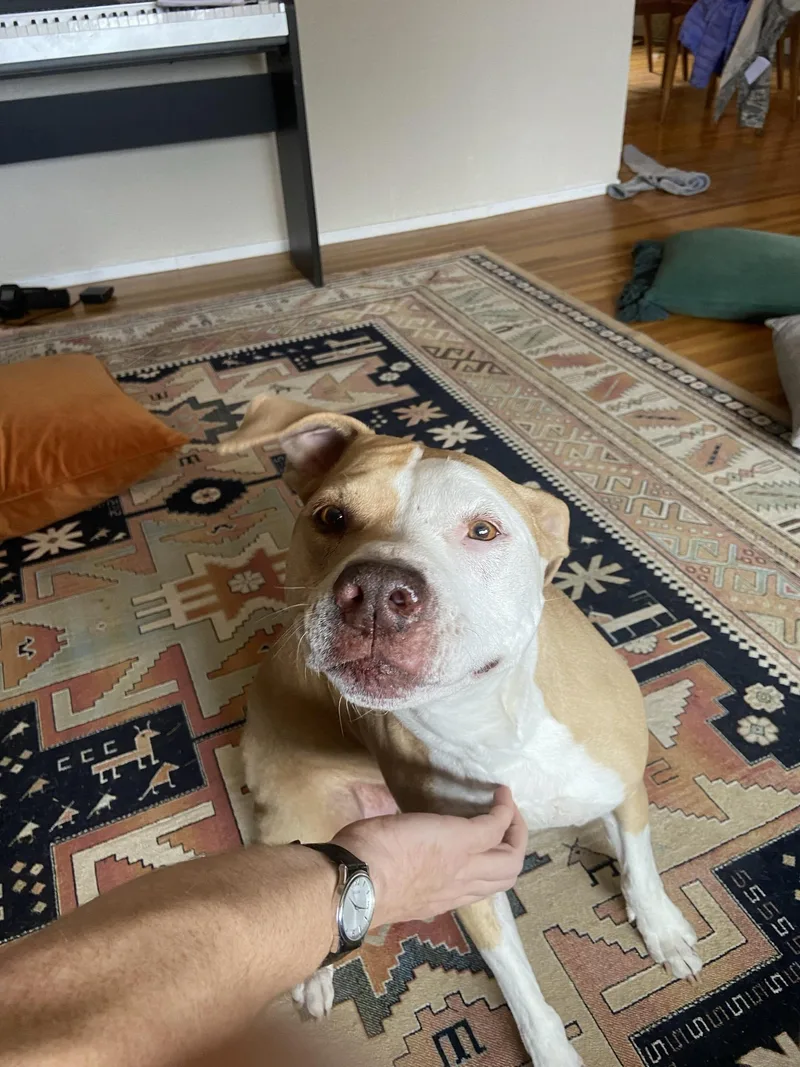 A senior medium-sized female American Staffordshire Terrier dog named Rousey for adoption in Albuquerque, NM