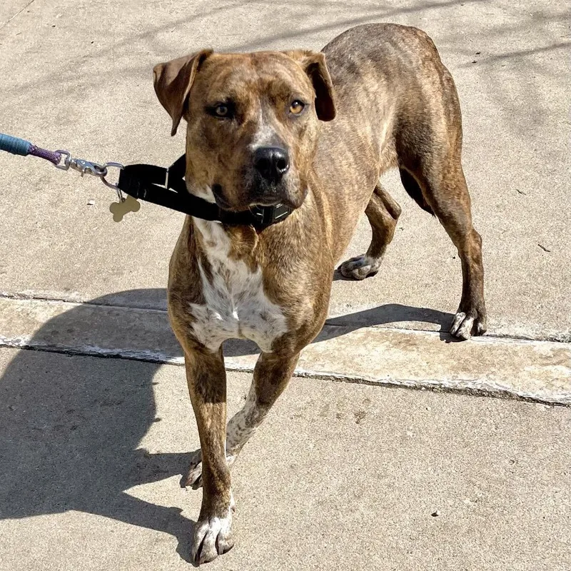 An adult medium-sized female Brindle Mixed Breed dog named Cookie for adoption in Deerfield, IL