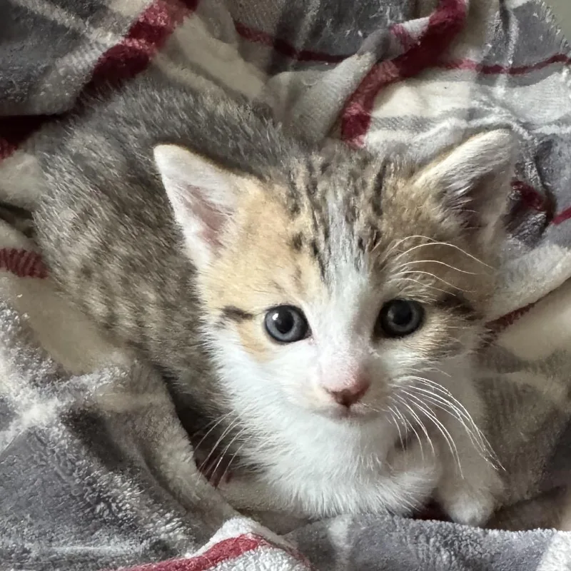 A baby small-sized male Brown / Chocolate Domestic Short Hair cat named Mercury for adoption in Huntsville, AL