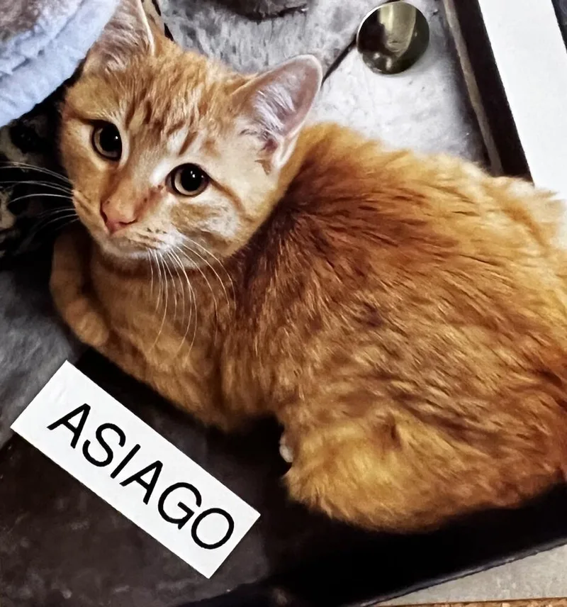 Asiago thumbnail 3