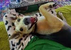 A young medium-sized female Tricolor (Brown, Black, & White) Labrador Retriever dog named Bagel for adoption in Sudbury, MA