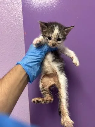 A baby small-sized female White Domestic Short Hair cat named 61553414 for adoption in El Paso, TX
