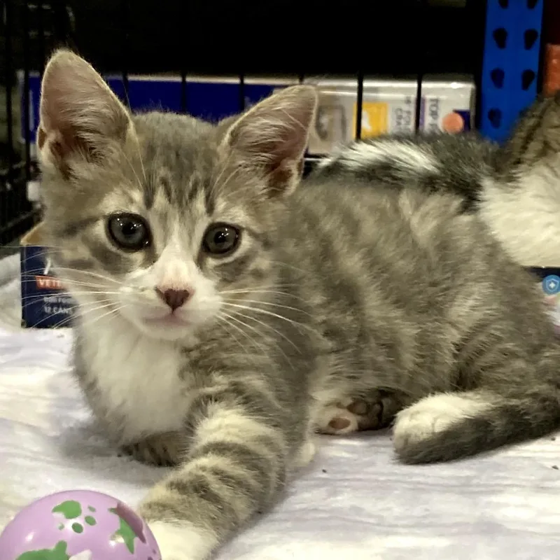 A baby small-sized male Gray / Blue / Silver Domestic Short Hair cat named Skeletor for adoption in Springfield, IL