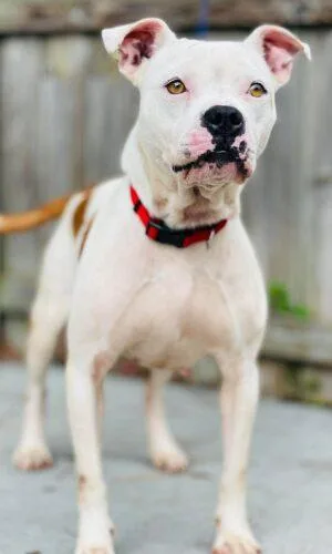 An adult medium-sized female Pit Bull Terrier dog named AC "Kenzie" for adoption in Conyers, GA